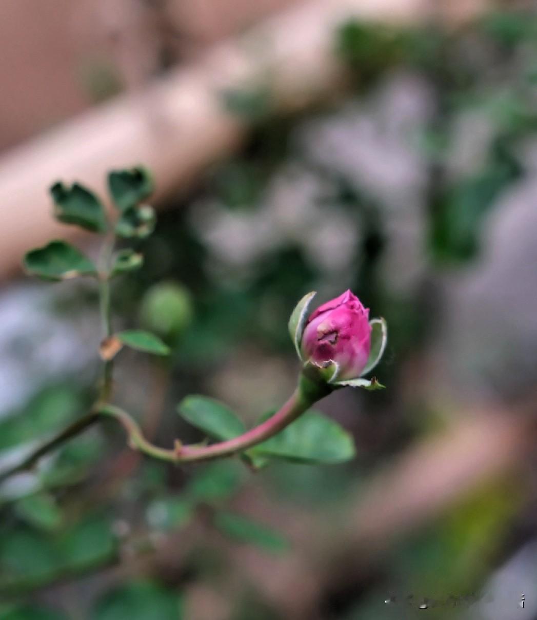 下午，又阴天了，
今年春天的雨水很多，
算是风调雨顺吧，
万物生长离不开雨水滋润