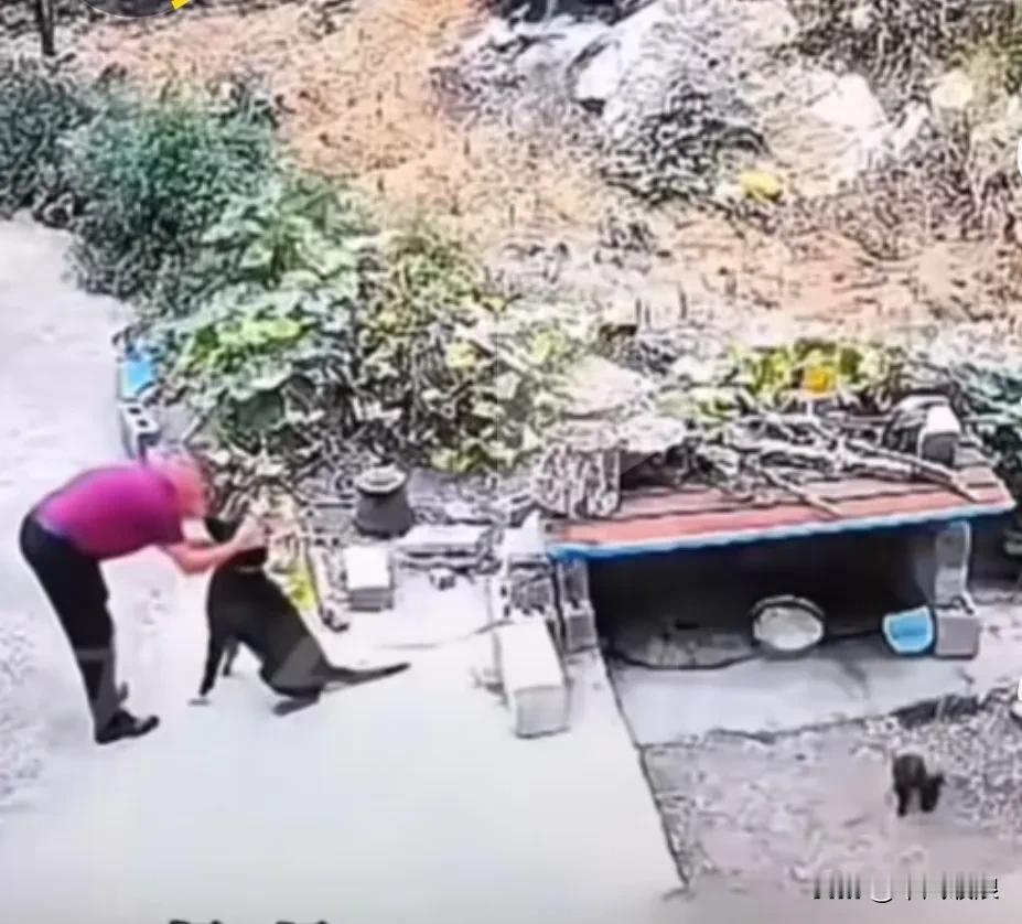 主人与狗狗头碰头，结果被它咬了一口，主人怒火中烧拾起一个木棍把狗狗打翻在地，喂不