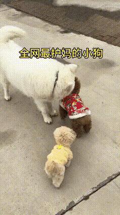 谁懂啊！小小的身躯护着妈妈的样子真的太好哭了😭
 
路上偶遇暖心一幕，狗妈妈带