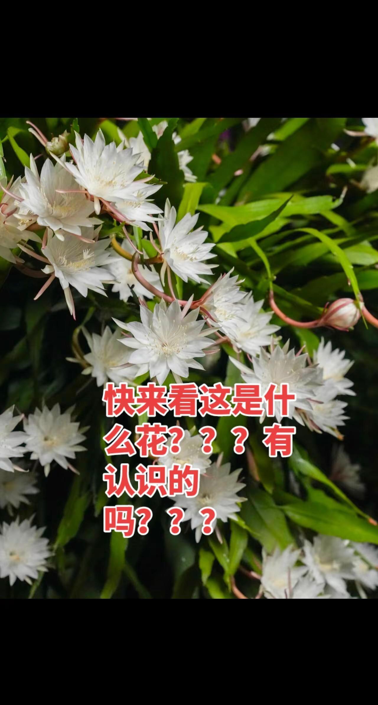 一花一世界一叶一菩提 用镜头捕捉花的温柔。我平时就喜欢对着细碎的花花草草按下快门