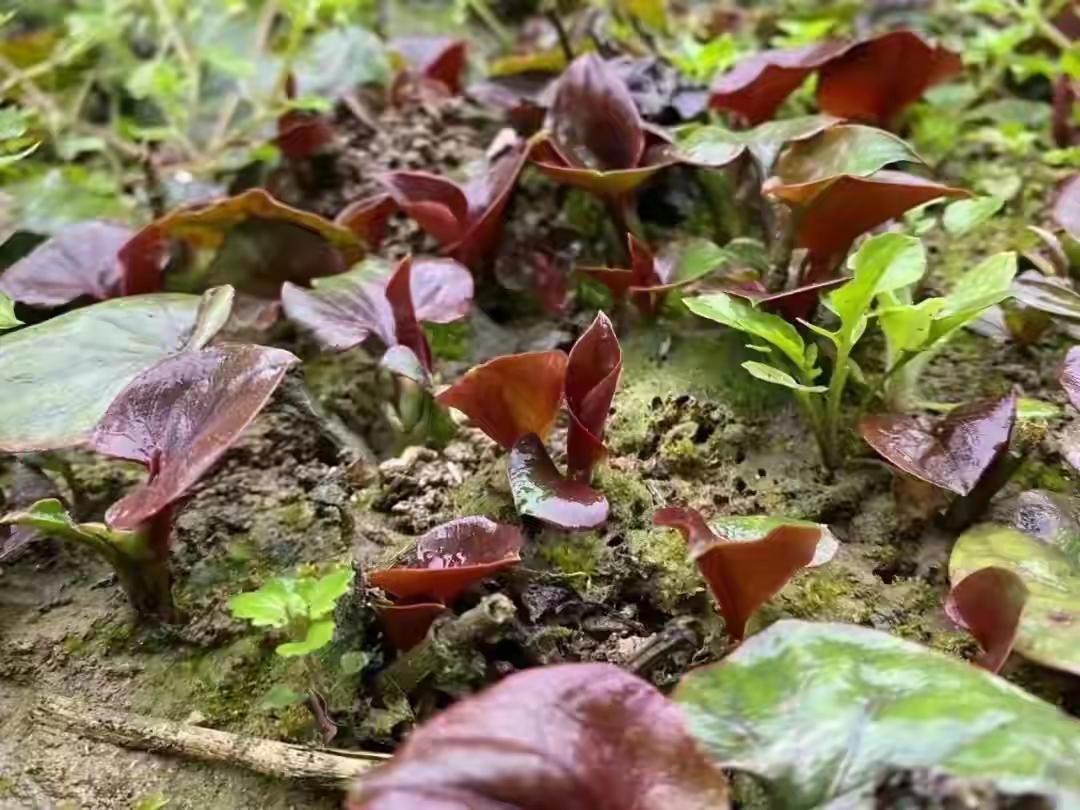 折耳根球队提前霸占联赛积分榜！虽然中超首轮还没有踢完，但是折耳根联盟的三支球队已