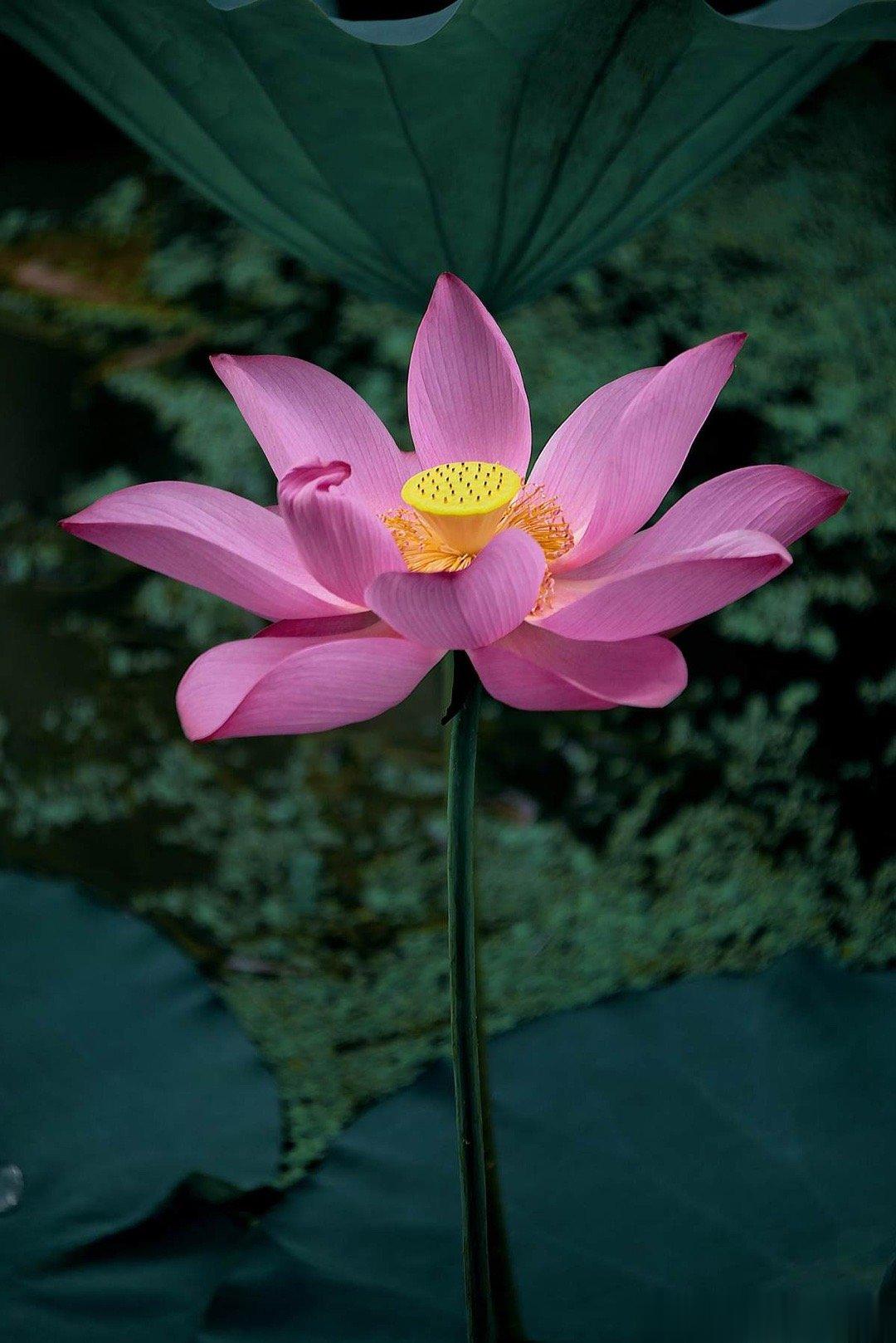 首见子星的人，比如说水人见木，火人见土，金人见水，就会很放松，很胆大自信，但金人