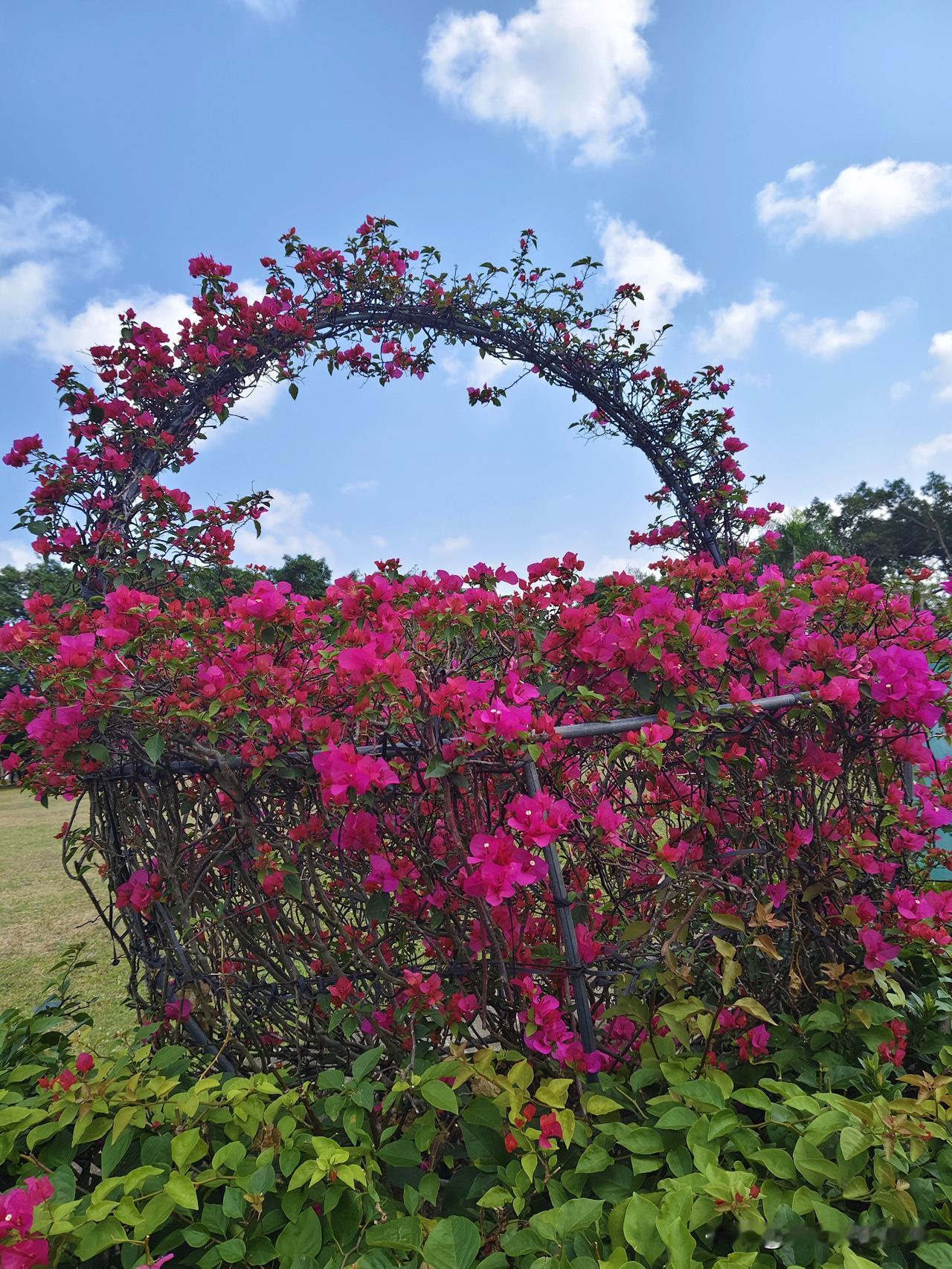 天南地北大拜年带父母在海南感受椰海听涛🥰，赏红花绿树...