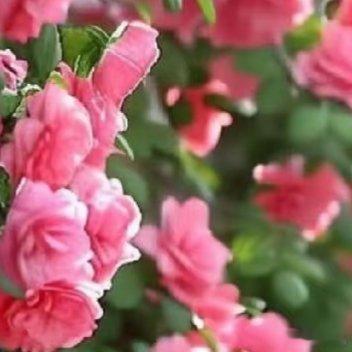 蔷薇的种植：1、种植方法种植蔷薇花可以采用播种的方法，蔷薇花的最佳播种时间是在每