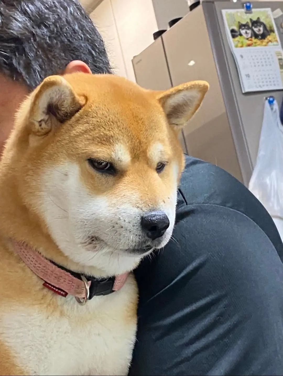 功德笑没了，但是宝宝，真的。。。对不起。。。哈哈哈哈哈哈哈哈哈哈哈哈哈哈哈哈哈