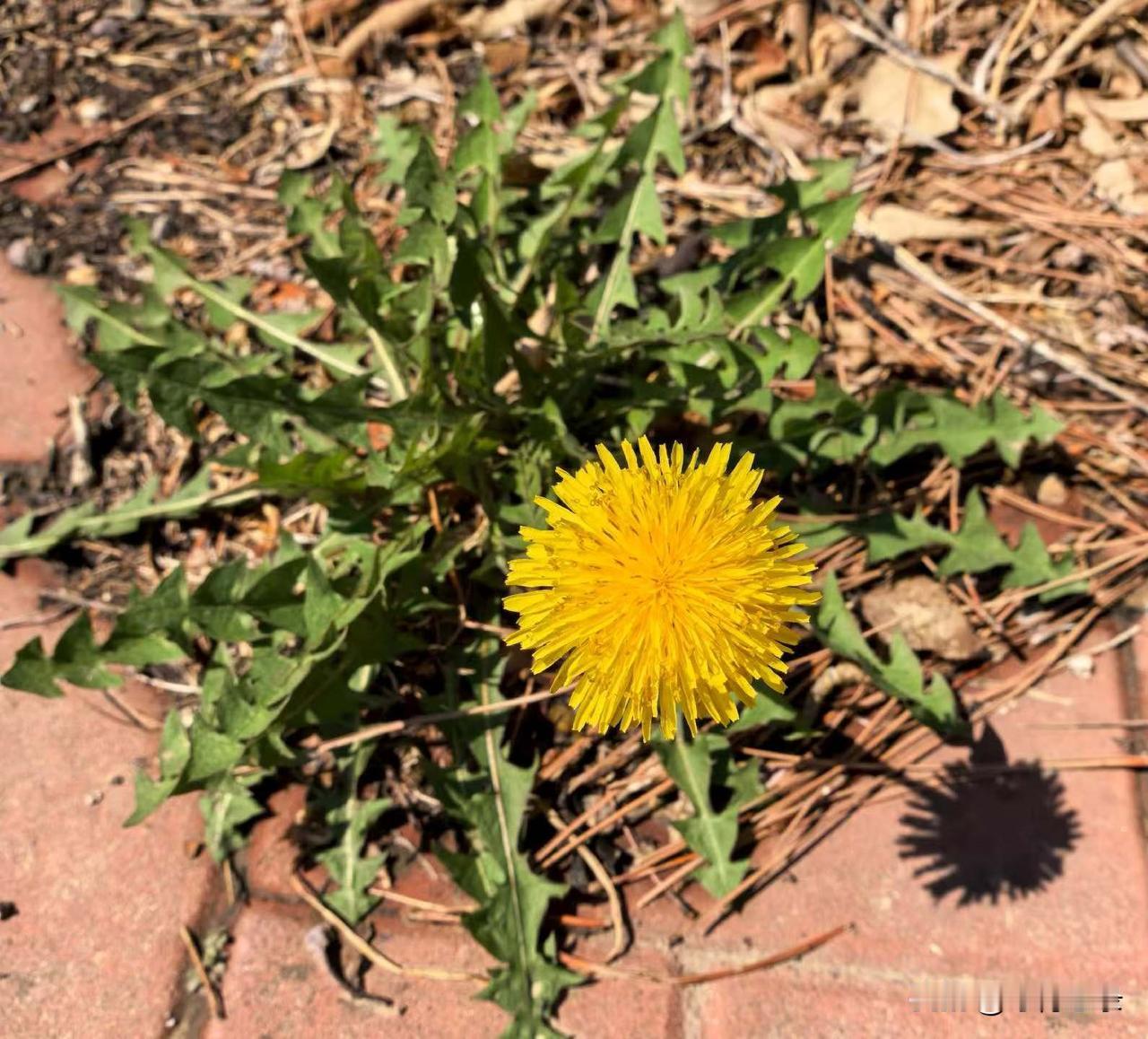 近些年，随着养生的兴起，蒲公英名声大作，各种各样的吃法都有。
可是这蒲公英很少有