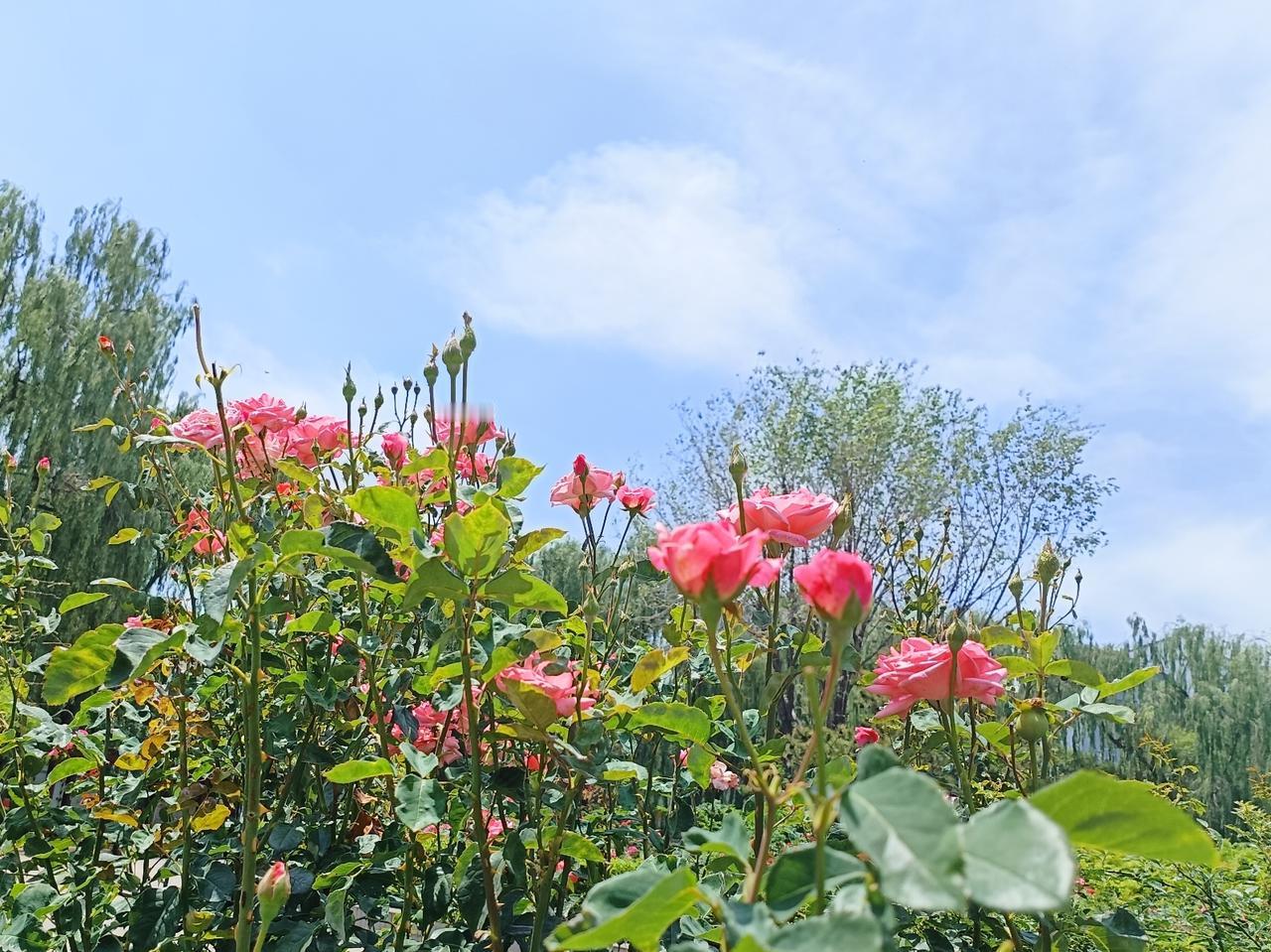 夏花灿烂，朵朵为我开。
走在街上，看到街心花园里鲜艳的花朵，我忍不住前往拍照。