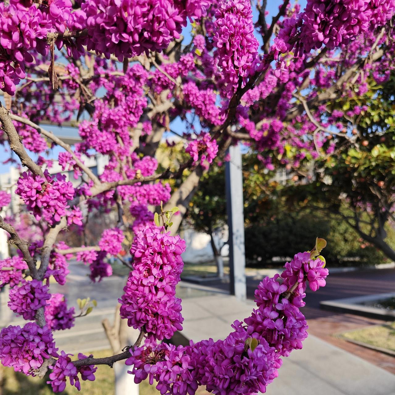 晒图笔记大赛（27）青岛纺织谷里边的紫荆花伴着和煦的春风，悄悄地盛开了，那一串串
