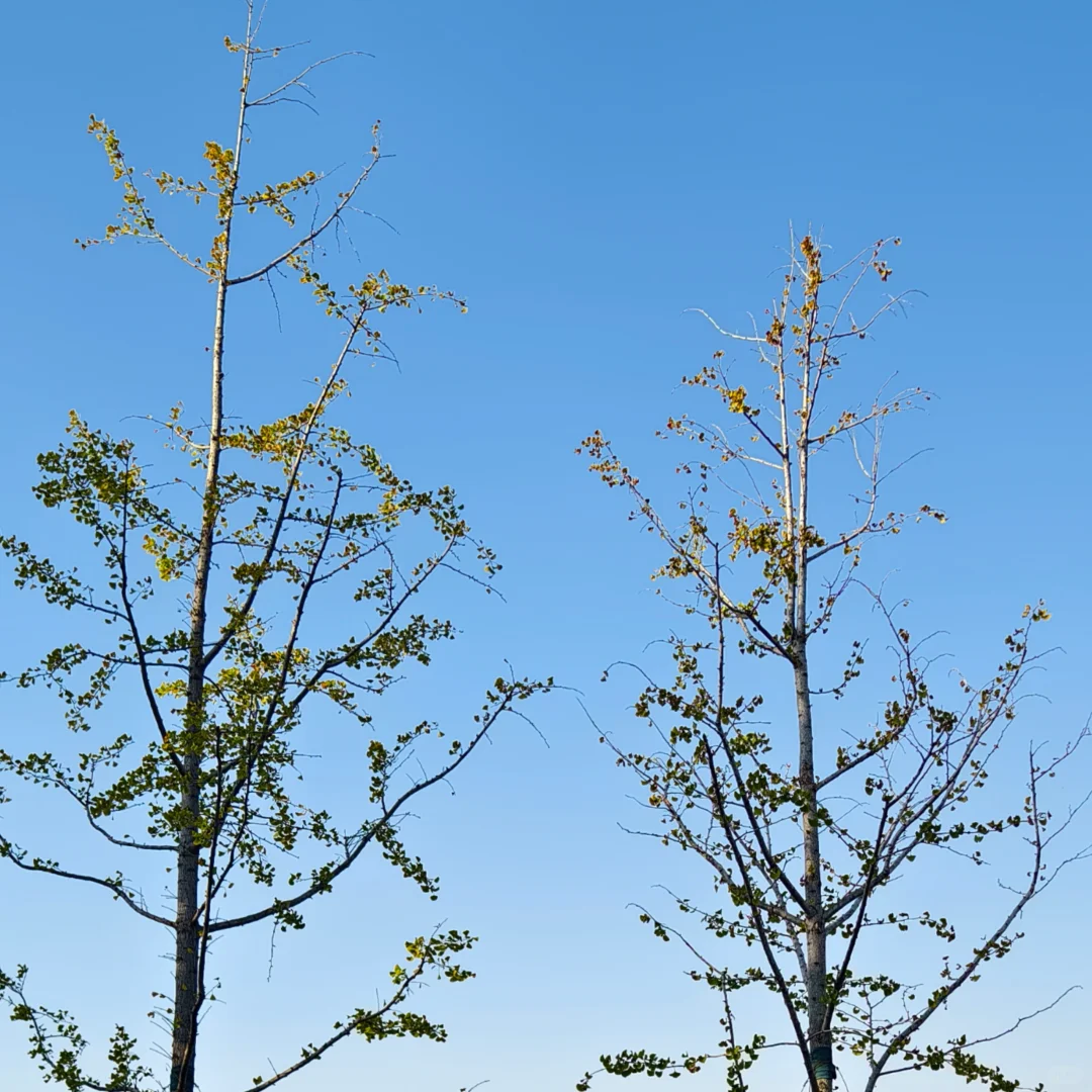 十八天婚假第二天