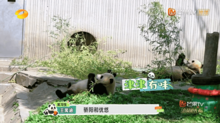 #如何区分骄阳优悠##熊猫一家人# 不知道怎么区分骄阳优悠？快来学习！李德红奶爸
