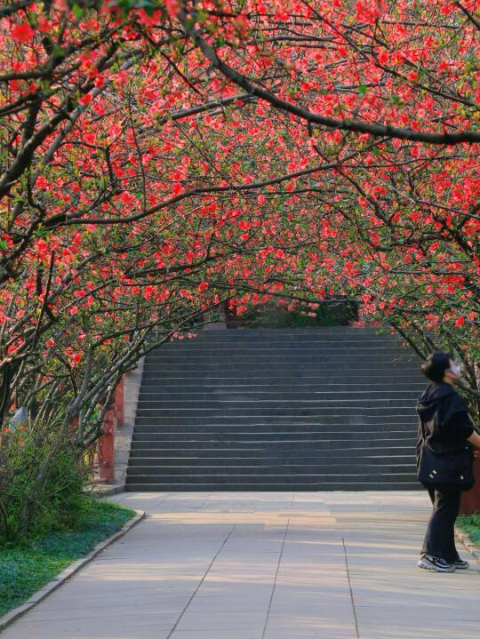 在等两天！成都这座公园的海棠花将开满园～