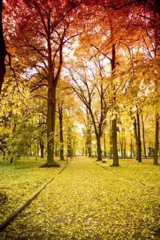 一张图证明秋天来
当你还在为生活的琐碎烦恼时，一张简单的图片，却能瞬间唤醒你对季