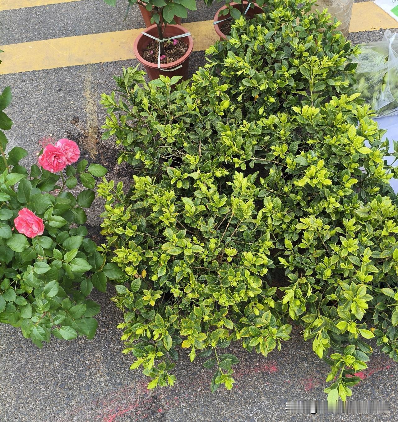 湖北应城，昨天在夜市上看有卖这个茉莉花的，老板生意超级好，就我站着这几分钟，卖了