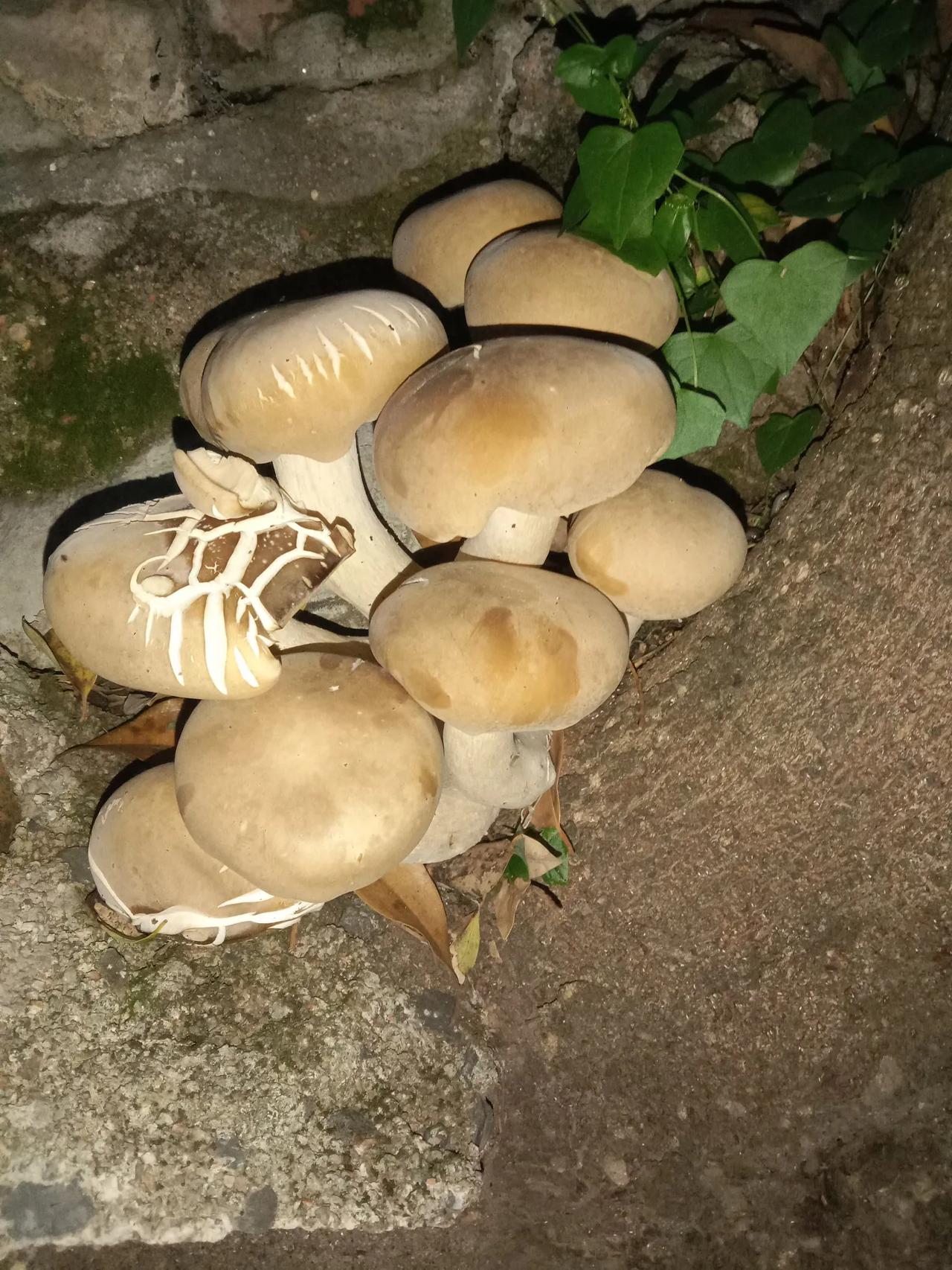 走在路上总有许多惊喜的发现。

最近的夏日每天都会有一场雨，有的时候是在早上，有