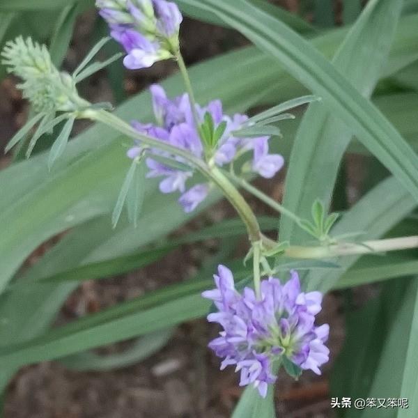 紫苜蓿的花舞

镜头里，紫苜蓿正举办一场无声的舞会。
蓝紫色的小花密密匝匝，簇拥