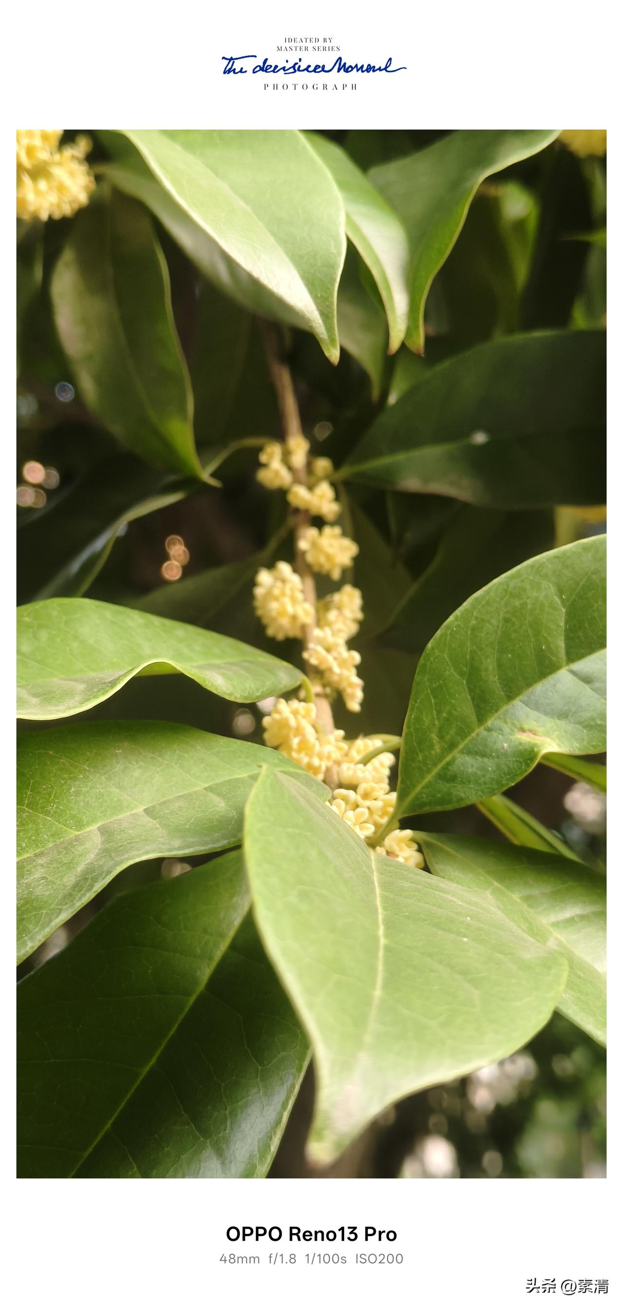 ，什么花都行
在小区里悠闲散步，忽然一缕清甜的香气钻进鼻腔，四下寻寻觅觅，才发现