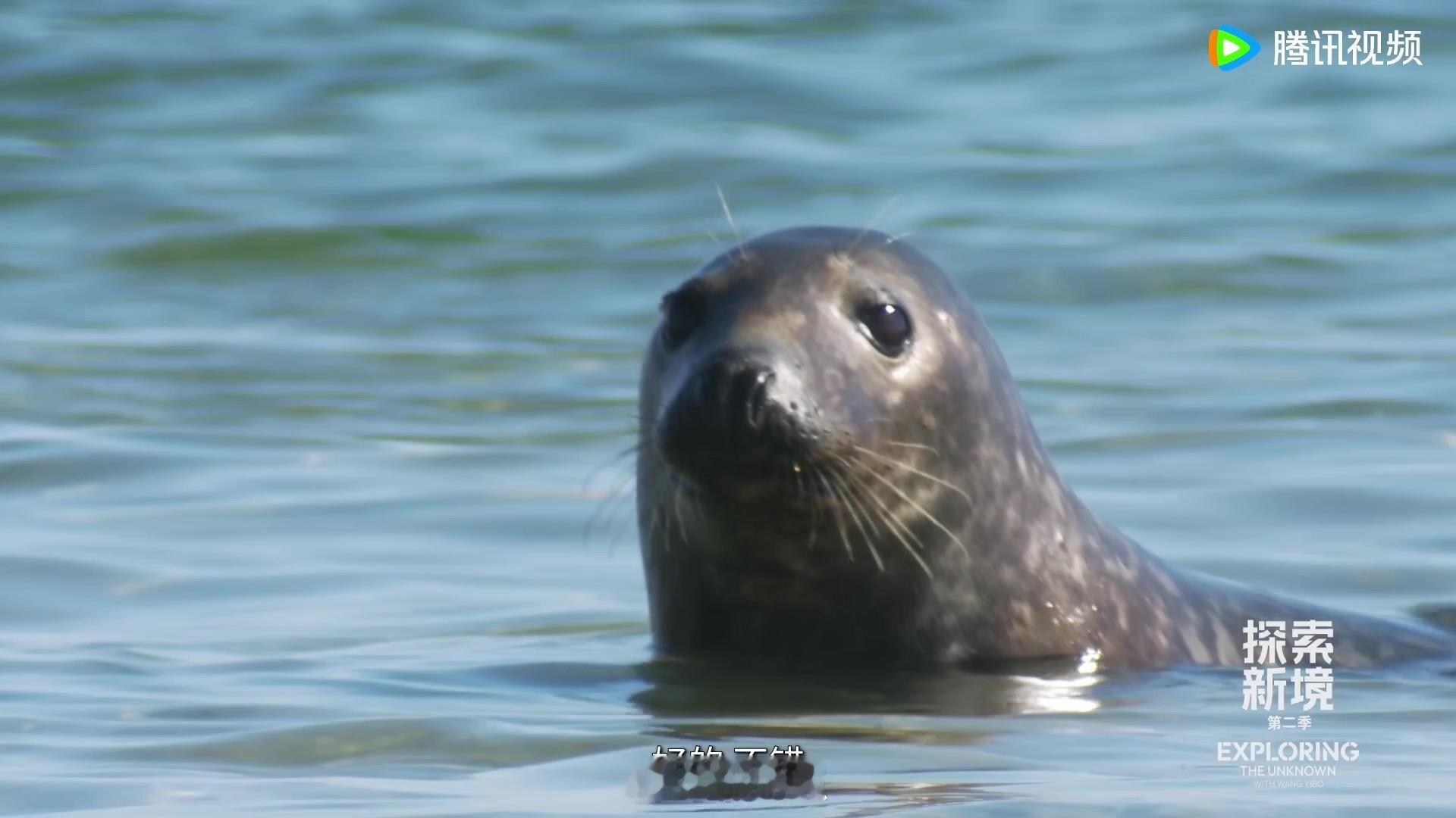 整个生物圈都在打卡王一博谁懂王一博的好运！《探索新境2》里钓鱼钓上帝王鲑，首攀新