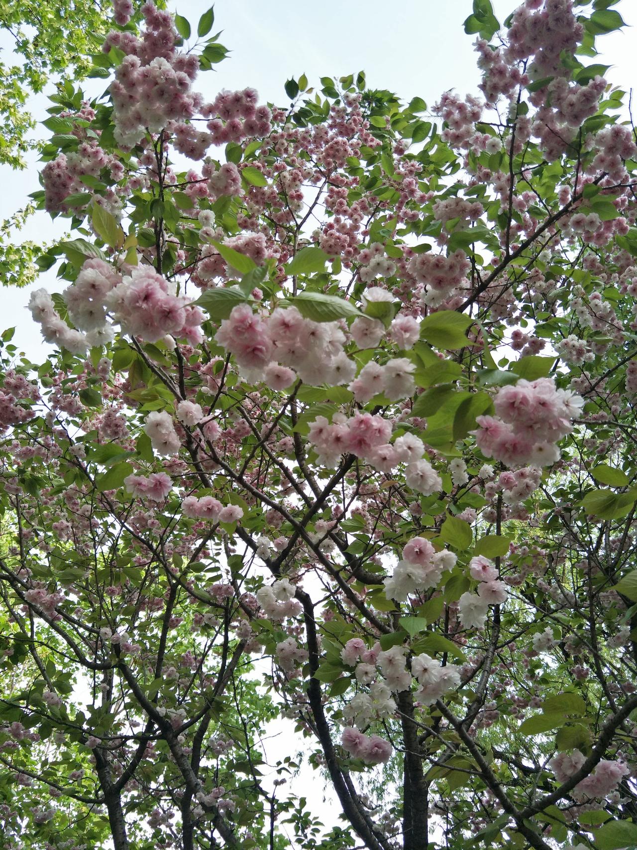 烟火起，又一年：以岁月之名，祝你岁岁安澜。