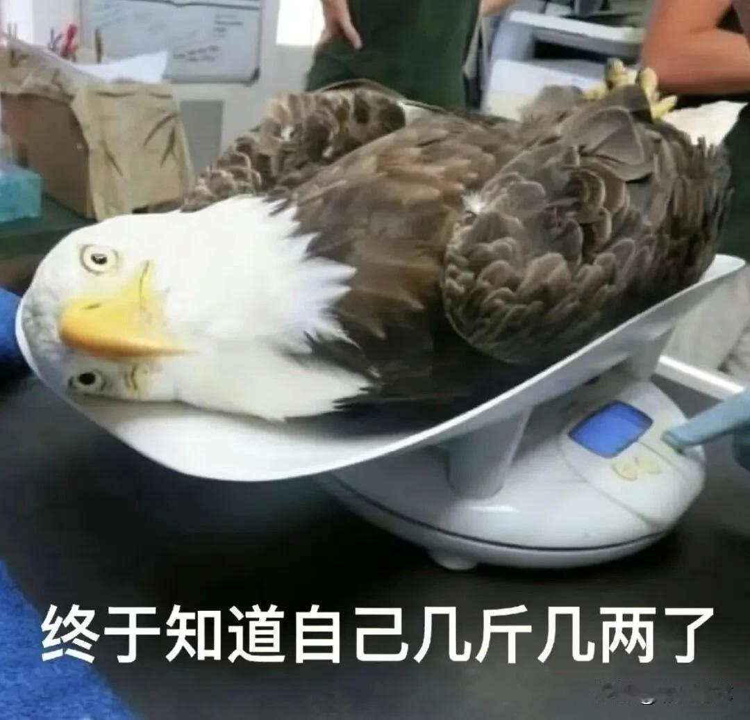 专家：战争恐慌高峰或在1-3周内到来美以伊战争进入第19天，伊朗已打出第57轮反