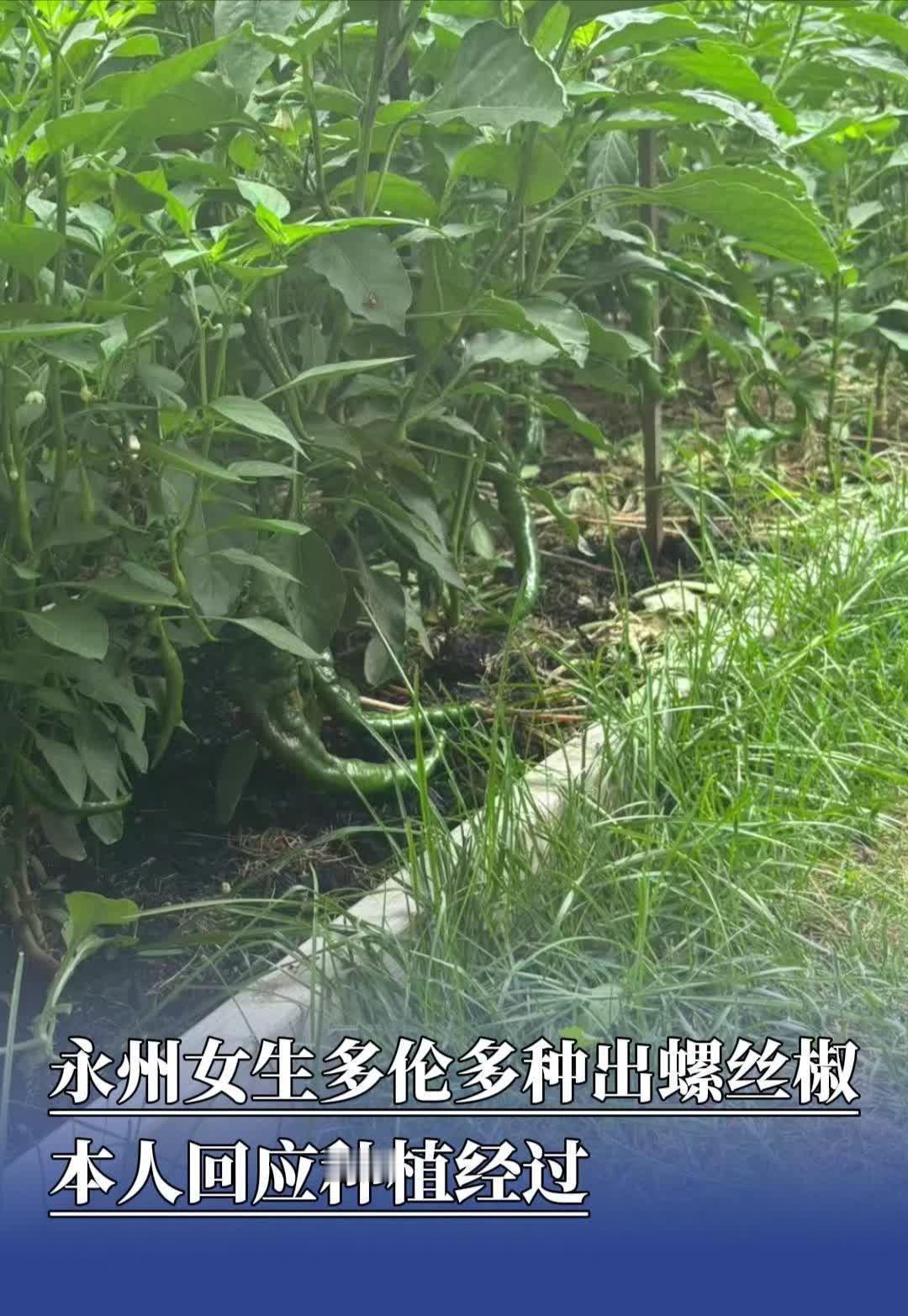 每斤40元，不知道是人民币还是加拿大元？如果是加拿大元，就不用做什么其他工作了，