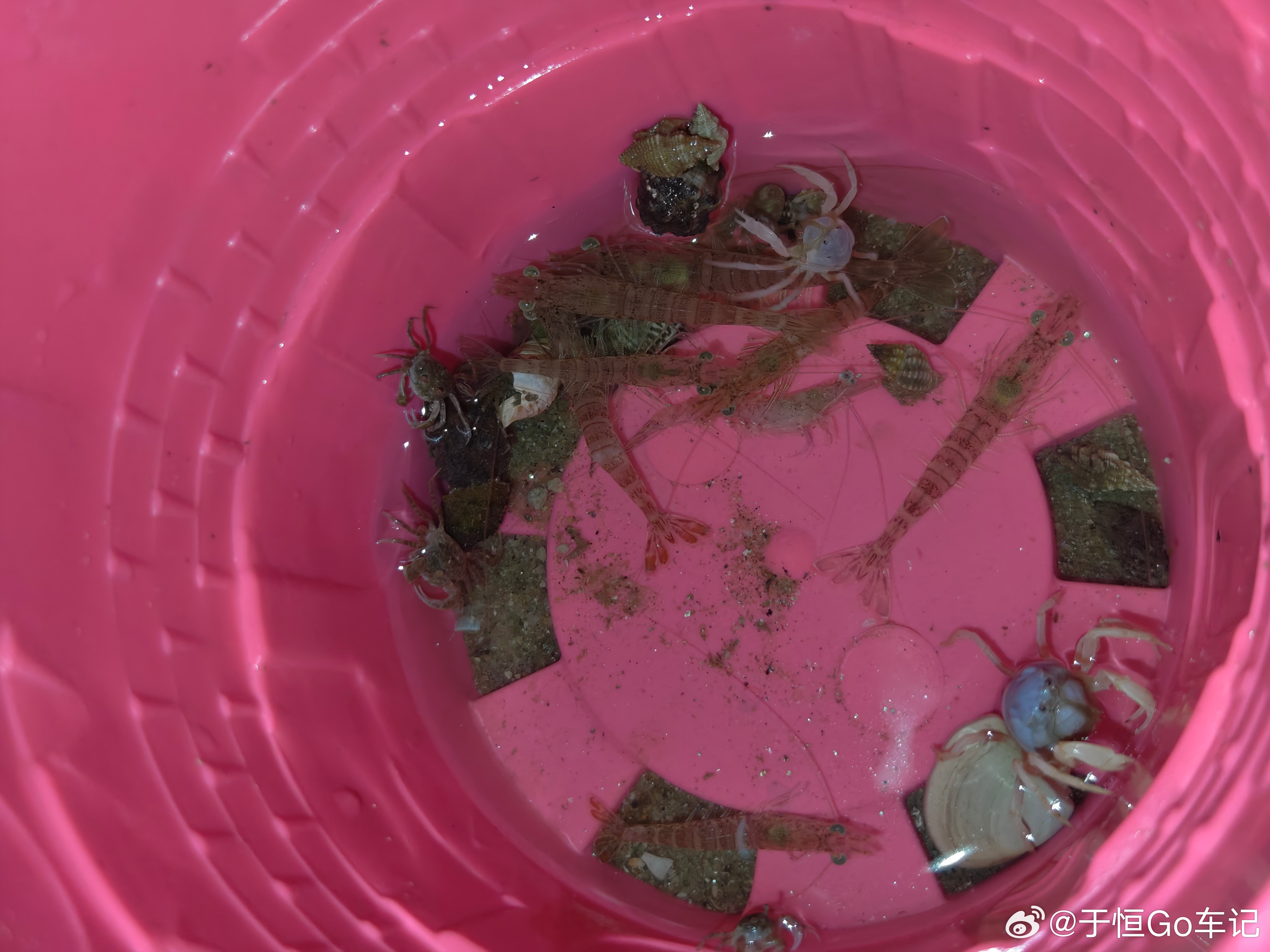 今天总算是挖到点斑节虾了但是人家一桶是怎么挖的