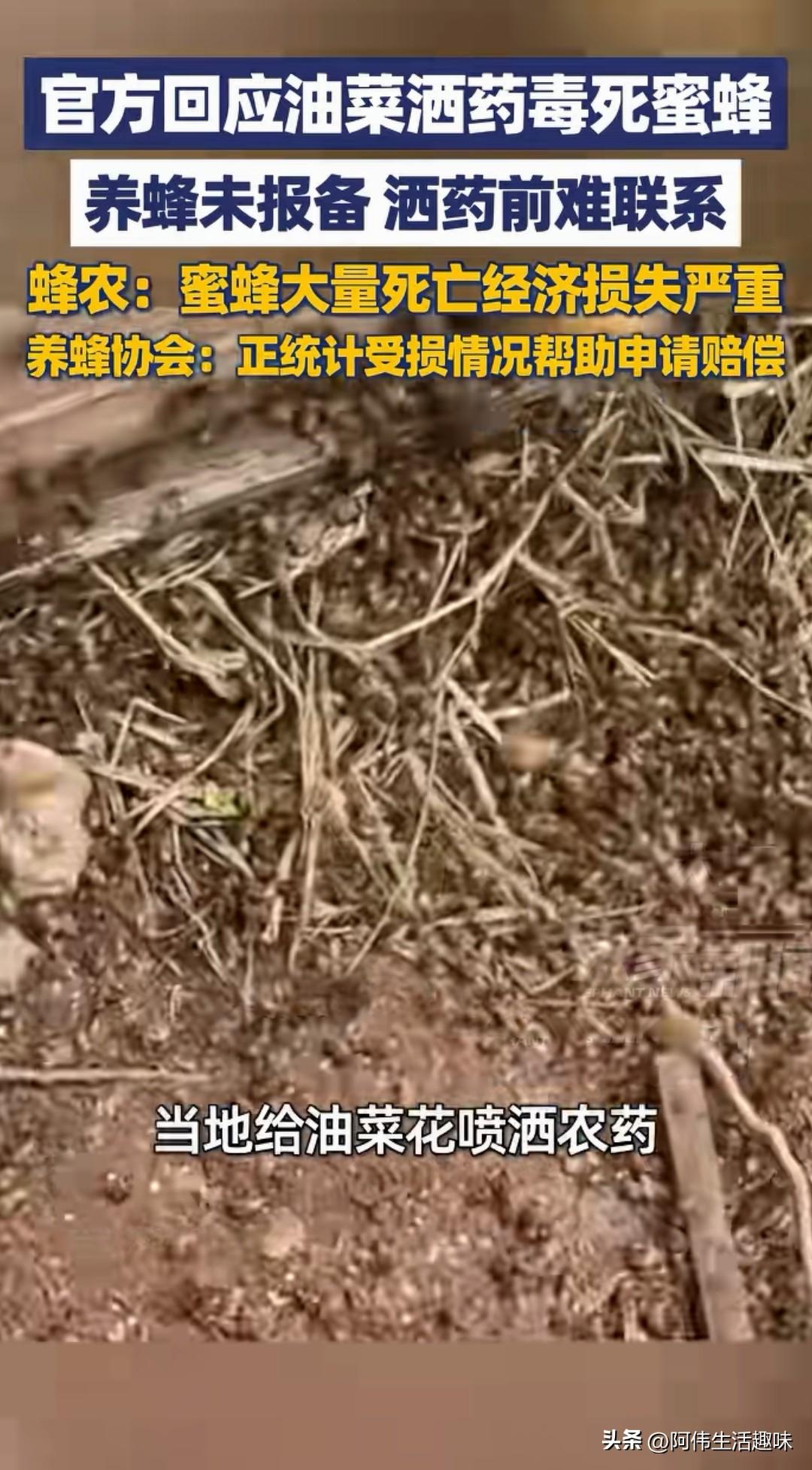 一句“蜂农没有提前报备”就想把油菜花打药“毒死”蜜蜂的锅推得一干二净，别说蜂农不