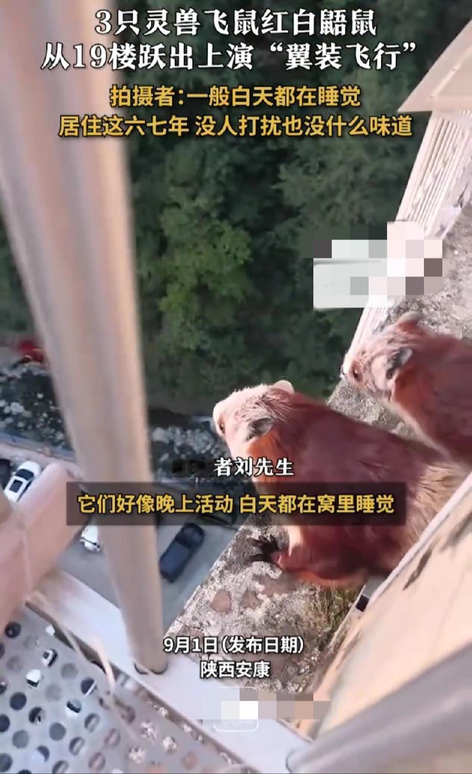 近日，陕西安康一住户在19楼阳台拍摄到‌3只红白鼯鼠‌受惊后连续滑翔的画面。
拍