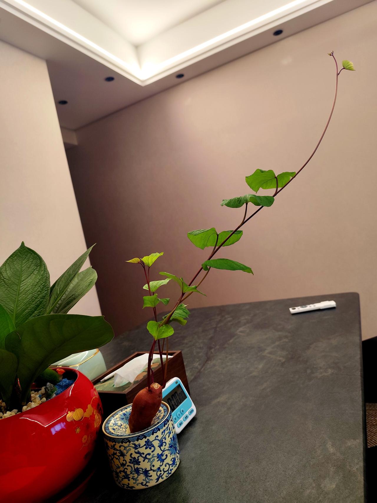 生活从来就不缺少美，缺少的是发现美的眼睛👁前几天从永辉超市买了几个板栗红薯回来