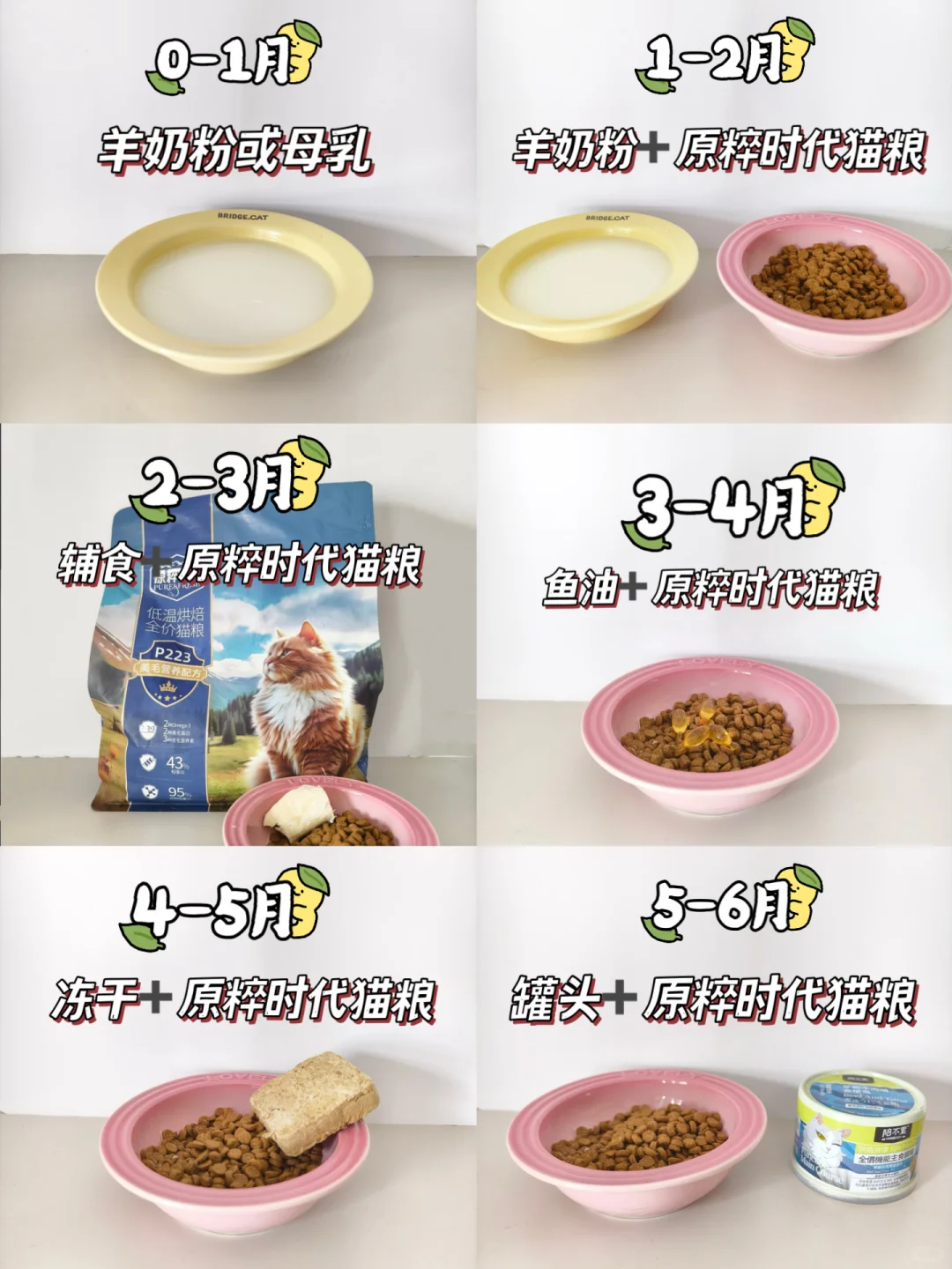 0-6月幼猫应该如何喂养？整理这了！！