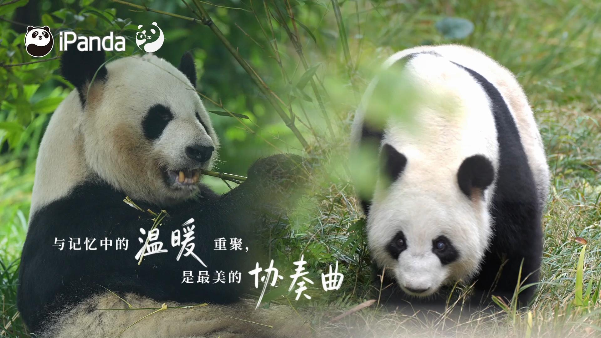 【大熊猫的健康有专属蓝衣天使守护 】🐼无论是跨山海，还是在身旁。❤️爱是绵长的