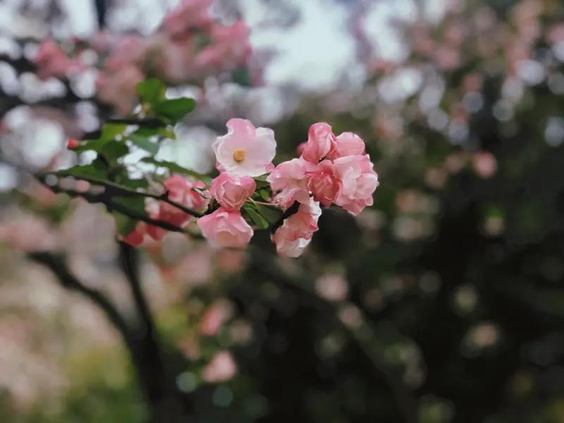 风吟慧的这首诗简直绝妙至极！“海棠不惜胭脂色，独立春烟细雨中”，仅仅两句便勾勒出