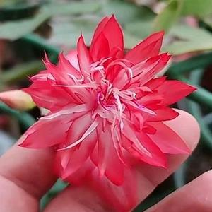 刚哥养花和钓鱼