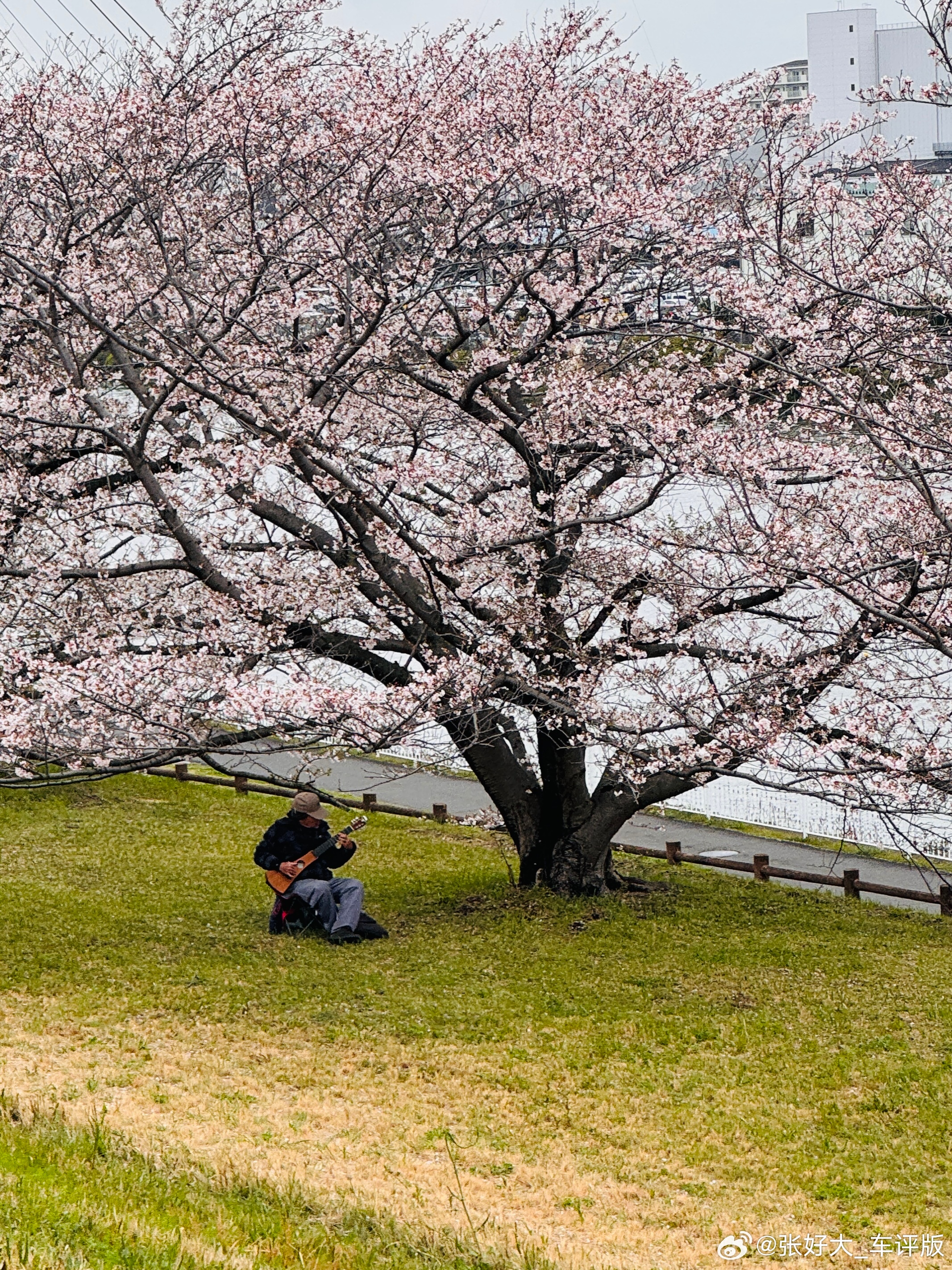 在樱花林旁跑步，先后遇到了树下弹琴的老人、乌鸦和野鸡。我惊叹于野鸡的美丽，老李却