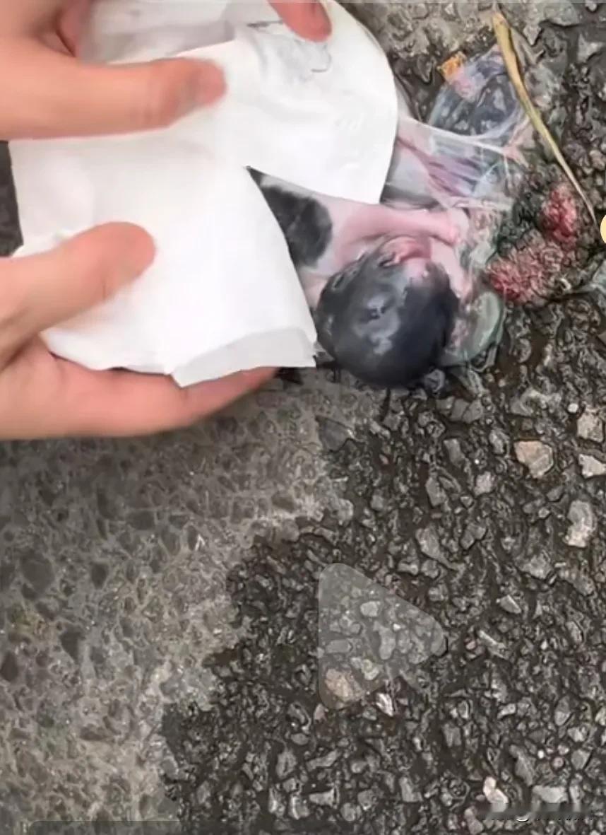 小哥在路边捡回来带包衣的小，经过小哥的精心照料，小哥一天天成长，