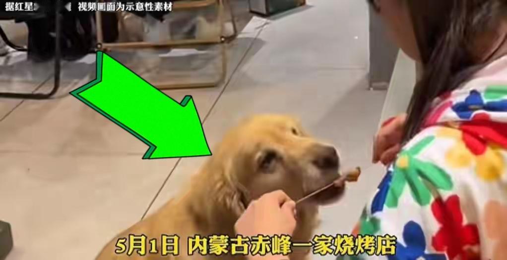 “缺大德了~”赤峰烧烤店铁签喂狗事件后续：老板哭着道歉、销毁全部铁签，涉事女子却
