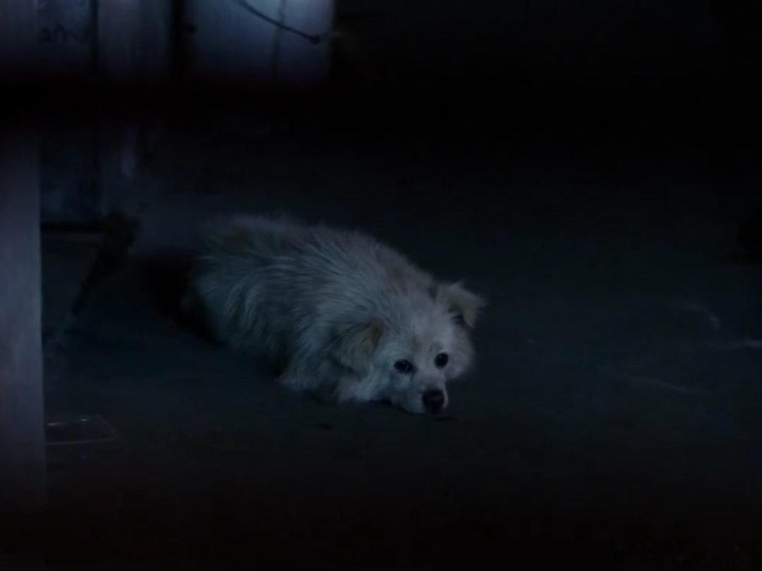 文牧野电影里的隐喻文牧野电影里的动物隐喻🐕小白狗映照黄毛纯粹孤勇，蚂蚁诠释少年