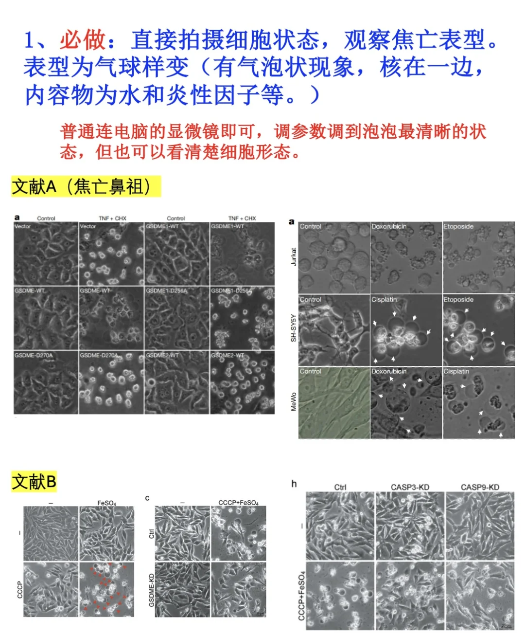 细胞焦亡方法学分享（用文献figure举例）🌟❗️