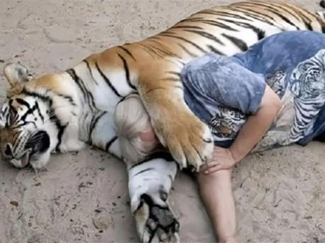 一睁眼被 3 只 “猛兽” 围堵！东北虎园的