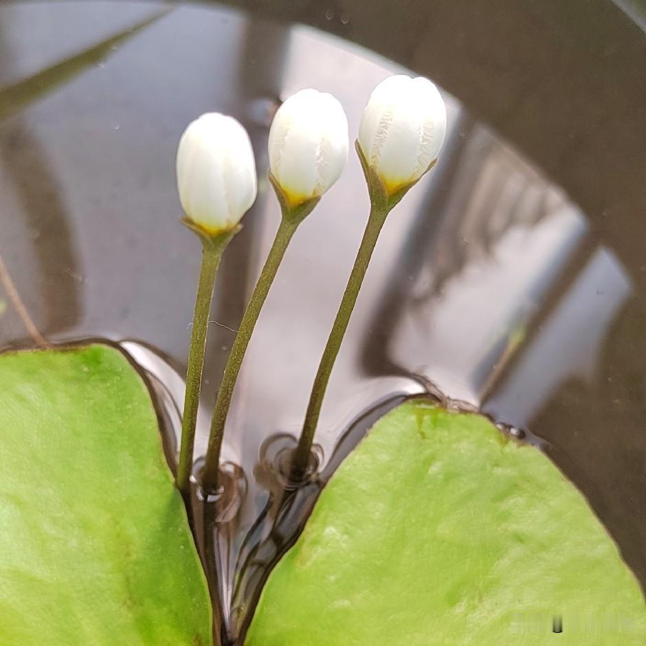 《七绝.一叶莲》
翠叶当心浮浅塘，
三枝素蕊蕴幽香。
不沾尘土凭清水，
静待风舒