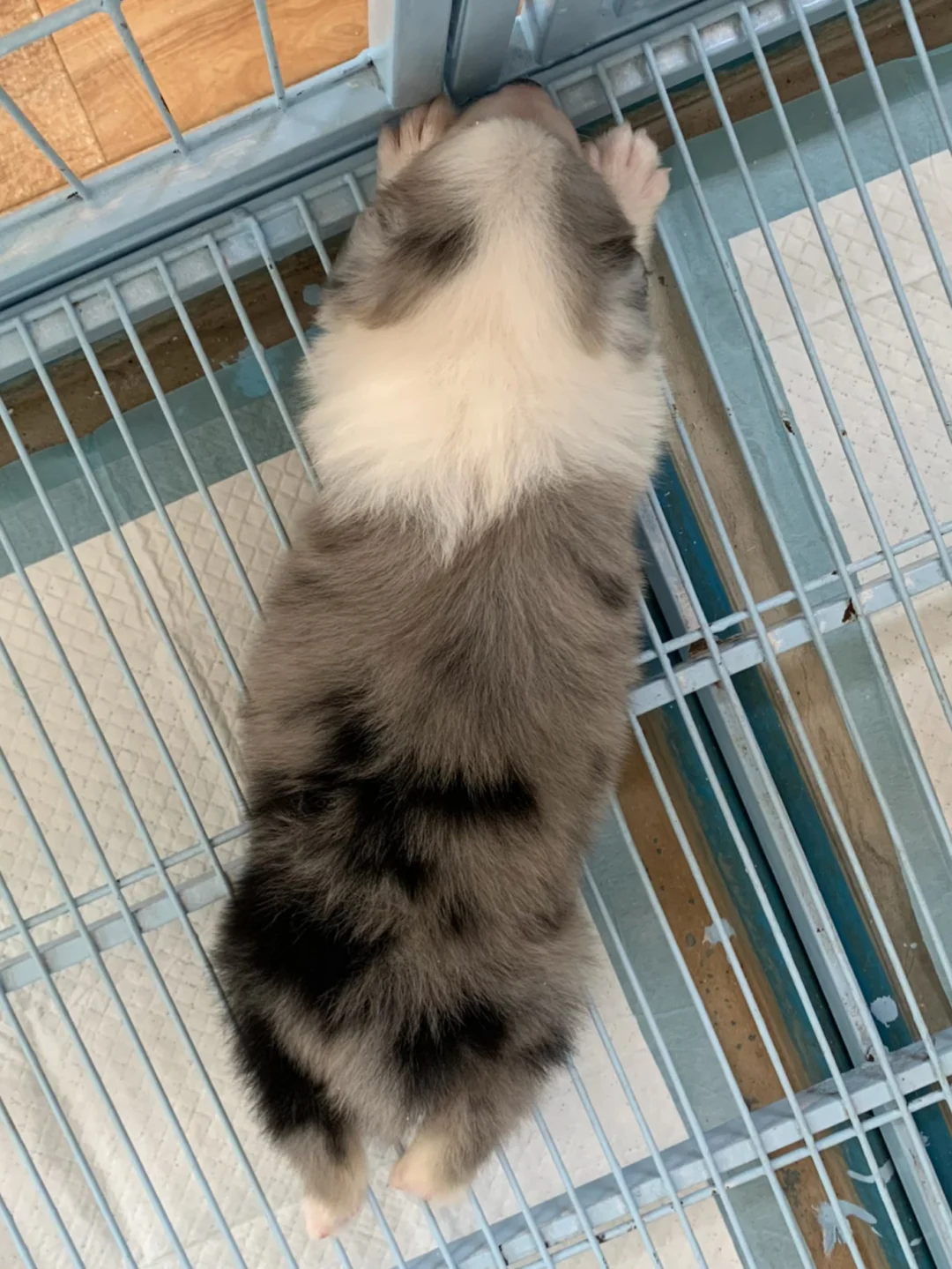 犬舍老板：这只边牧包帅的！