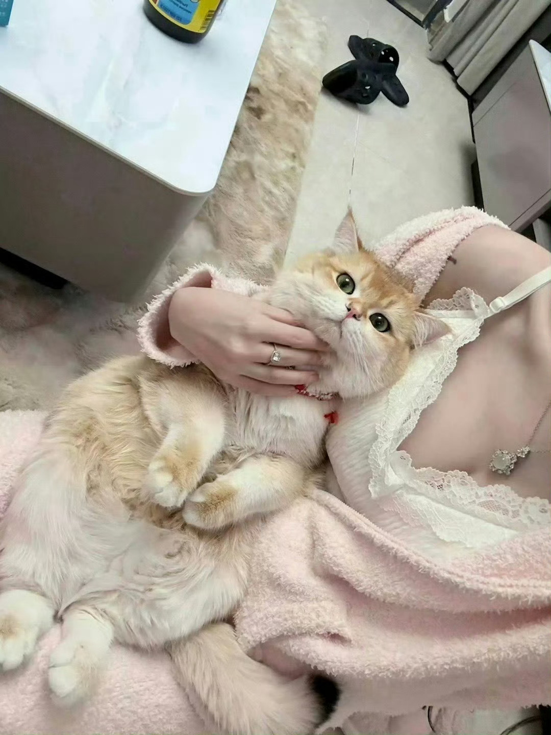 我的猫猫白不白  北京·北海公园