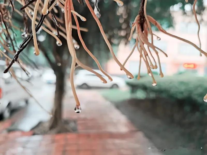 你那里下雨了吗？
凌晨五点的时候，外面偶有雷声隆隆和闪电划过，要下雨了。
我躺在