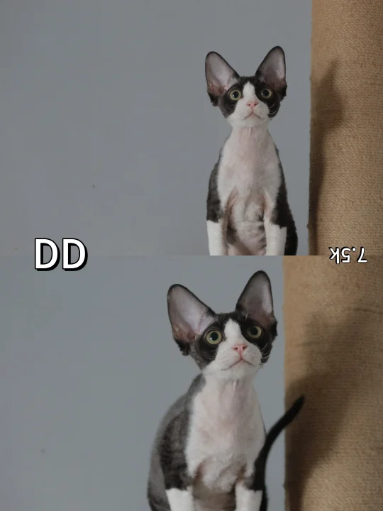 黑白/纯黑德文卷毛猫