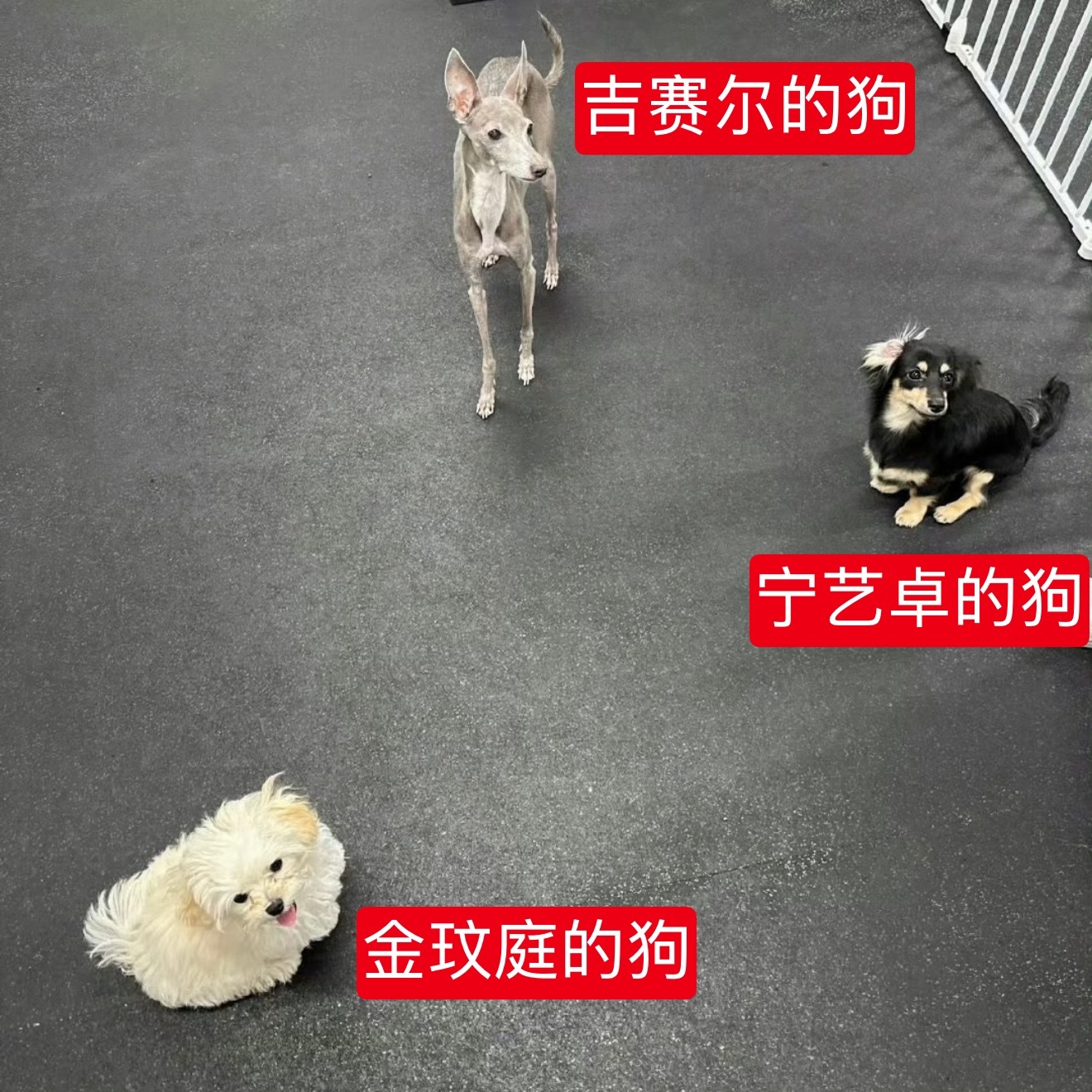 Giselle金玟庭宁艺卓三人的宠物狗狗聚会，谁秒了？ 