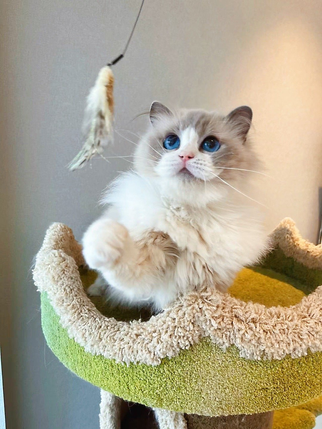 🌟退役猫找家：🌟椰子冻，3岁，蓝双色母猫，她是一个很细腻的小猫，没有抓过沙发