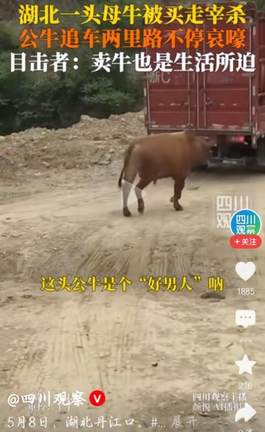 破防了！5月10日观威海报道，湖北丹江口，一头母牛被买家拉走送去屠宰，跟它朝夕相