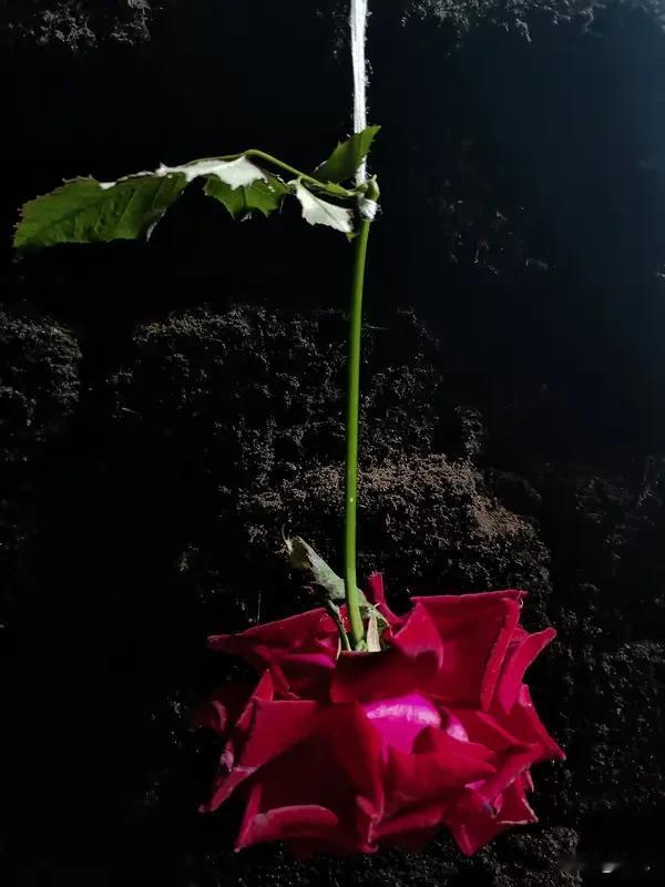 “你可以爱错三五个人，但不能爱错同一种人三五次。走错路可能是运气不好，但总往一个