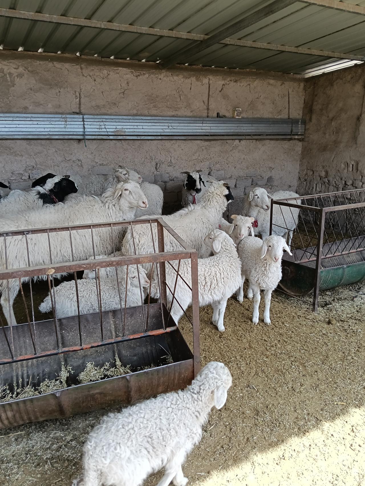 “错了错了，羊羔整天槽里添料”。这话听起来挺有意思。就像生活里有些人，总觉得自己