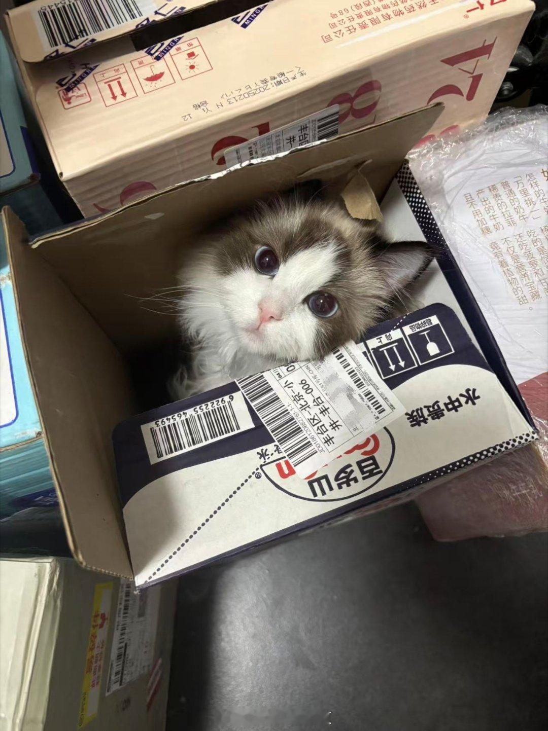 一只在箱子上找吃的但是不小心掉到箱子里的小猫[允悲]猫咪摄影动物奇遇记  ​​​