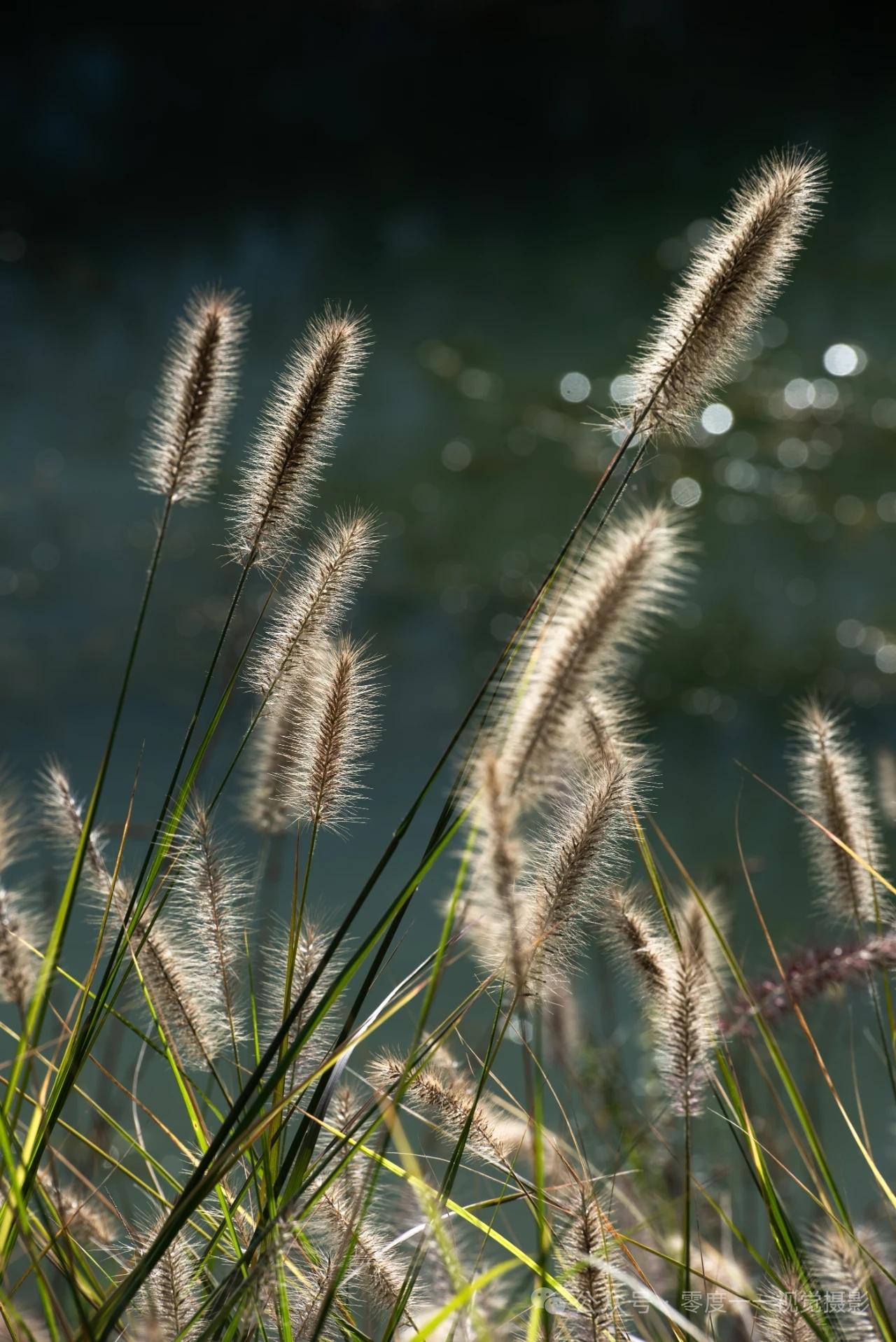 天净沙·狼尾狗尾草
狼茅穗立粗刚，
狗茸花坠柔长。
一硬一绵对望。
高低相傍，